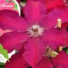 ARBORIX - 2 x clématite 'westerplatte' - clematis 'westerplatte' - 50-60 cm pot