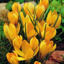 ARBORIX - 50 x crocus yellow - bulbes à fleurs de printemps