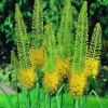 ARBORIX - 5 x eremurus bungei - jaune - 5 x eremurus bungei