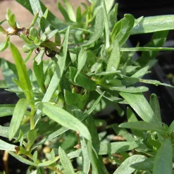 ARBORIX - 6 x estragon 'senior' - artemisia dracunculus 'senior' - godet 9cm x 9cm