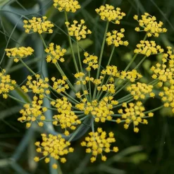ARBORIX - 6 x fenouil - foeniculum vulgare - godet 9cm x 9cm
