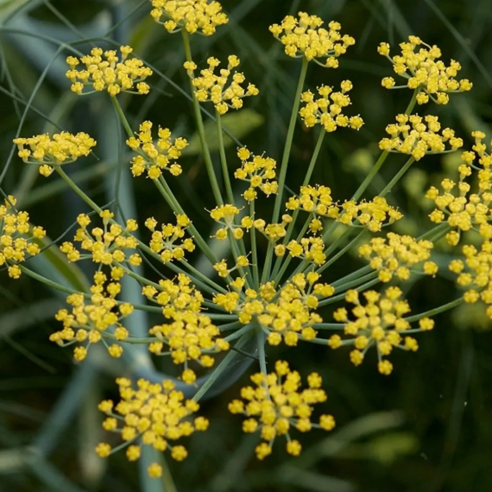 ARBORIX - 6 x fenouil - foeniculum vulgare - godet 9cm x 9cm