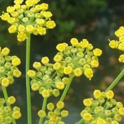 ARBORIX - 6 x fenouil - foeniculum vulgare - godet 9cm x 9cm