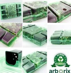 ARBORIX - 6 x fenouil - foeniculum vulgare - godet 9cm x 9cm