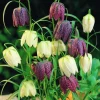 ARBORIX - 10 x fritillaria meleagris - bulbes à fleurs de printemps