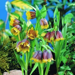 ARBORIX - 10 x fritillaria michailovsky - bulbes à fleurs de printemps