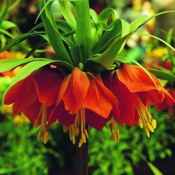 ARBORIX - 5 x fritillaria rubra maxima - 5 x fritillaria rubra maxima