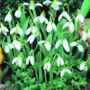 ARBORIX - 50 x galanthus perce - bulbes à fleurs de printemps