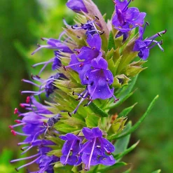 ARBORIX - 6 x hysope officinale - hyssopus officinalis - godet 9cm x 9cm