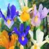 ARBORIX - 50 x iris mix - bulbes à fleurs de printemps
