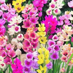 ARBORIX - 25 x ixia - bulbes à fleurs de printemps