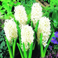 ARBORIX - 25 x jacinthe carnegie - bulbes à fleurs de printemps