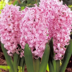 ARBORIX - 25 x jacinthe rose - bulbes à fleurs de printemps