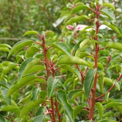 ARBORIX - 2 x laurier du portugal 'angustifolia' - prunus lusitanica 'angustifolia' - 30-40 cm pot