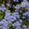 ARBORIX - 2 x lilas de californie 'concha' - ceanothus 'concha' - 30-40 cm pot