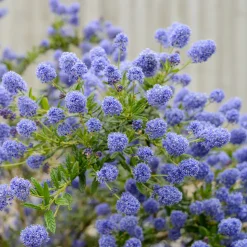 ARBORIX - 2 x lilas de californie 'concha' - ceanothus 'concha' - 30-40 cm pot
