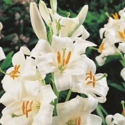 ARBORIX - 5 x lis candidum - 5 x lelie candidum