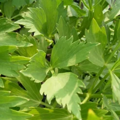 ARBORIX - 6 x livèche officinale - levisticum officinale - godet 9cm x 9cm