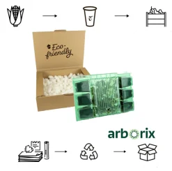 ARBORIX - 6 x livèche officinale - levisticum officinale - godet 9cm x 9cm