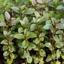ARBORIX - 6 x menthe poivrée 'nigra' - mentha piperita 'nigra' - godet 9cm x 9cm