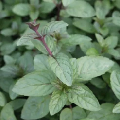 ARBORIX - 6 x menthe poivrée 'nigra' - mentha piperita 'nigra' - godet 9cm x 9cm