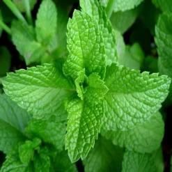 ARBORIX - 6 x menthe poivrée - mentha piperita - godet 9cm x 9cm