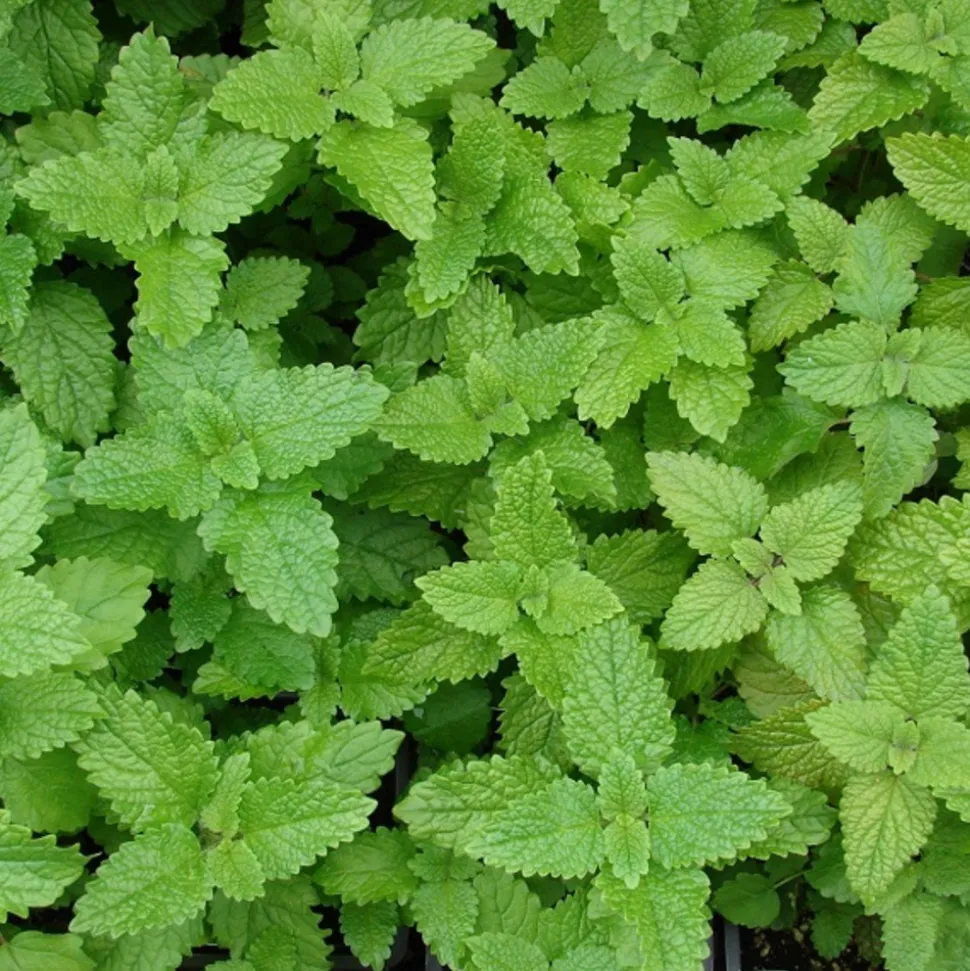 ARBORIX - 6 x mélisse citronnelle - melissa officinalis - godet 9cm x 9cm