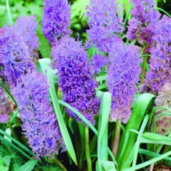 ARBORIX - 10 x muscari plumosum - bulbes à fleurs de printemps