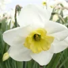 ARBORIX - 25 x narcis papillon blanc - bulbes à fleurs de printemps