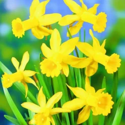 ARBORIX - 25 x narcis peeping tom - bulbes à fleurs de printemps