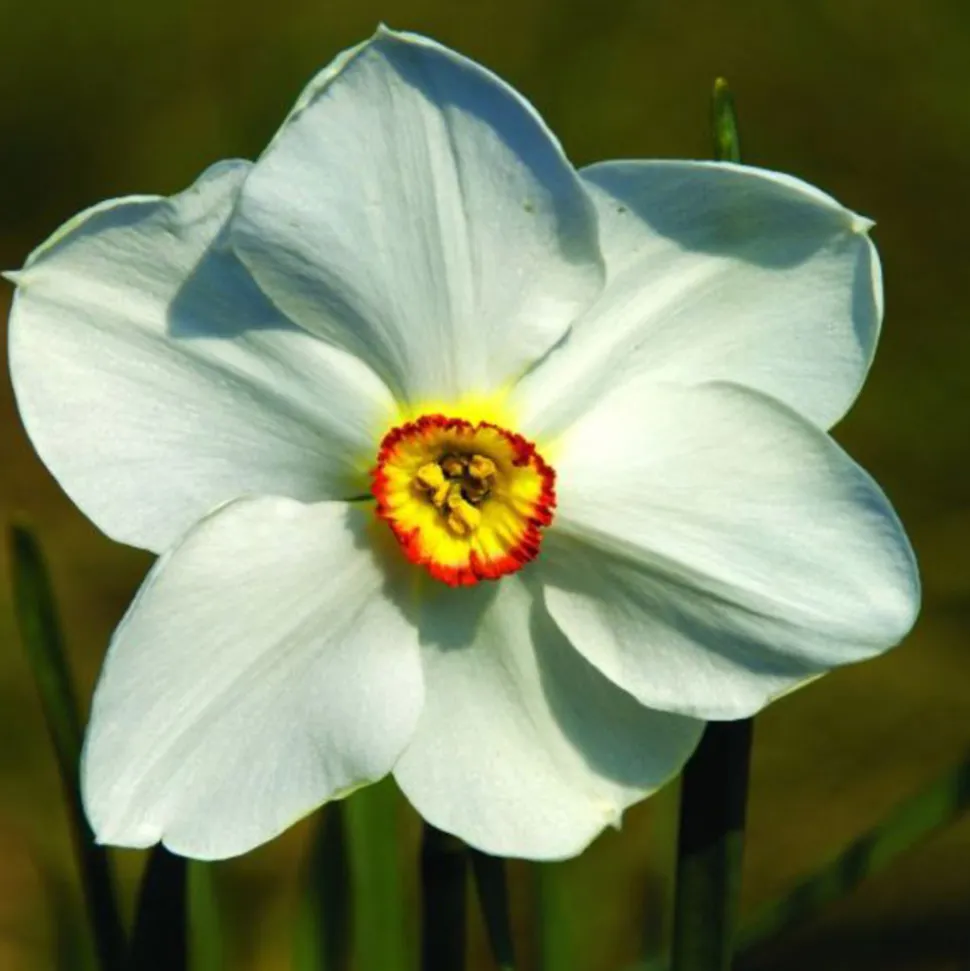 ARBORIX - 25 x narcis recurvus - bulbes à fleurs de printemps