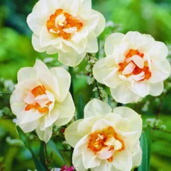 ARBORIX - 50 x narcisses flower drift - bulbes à fleurs de printemps