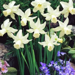 ARBORIX - 50 x narcisses jenny - bulbes à fleurs de printemps