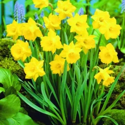 ARBORIX - 50 x narcisses obvallaris - bulbes à fleurs de printemps