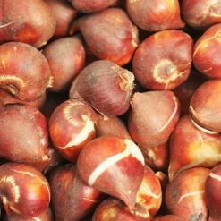 ARBORIX - 50 x narcisses wp milner - bulbes à fleurs de printemps