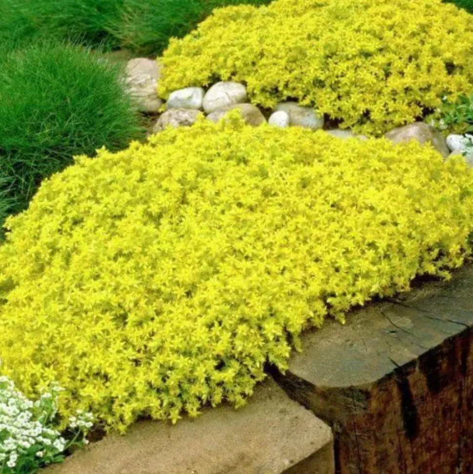 ARBORIX - 6 x orpin âcre 'elegans' - sedum acre 'elegans' - godet 9cm x 9cm