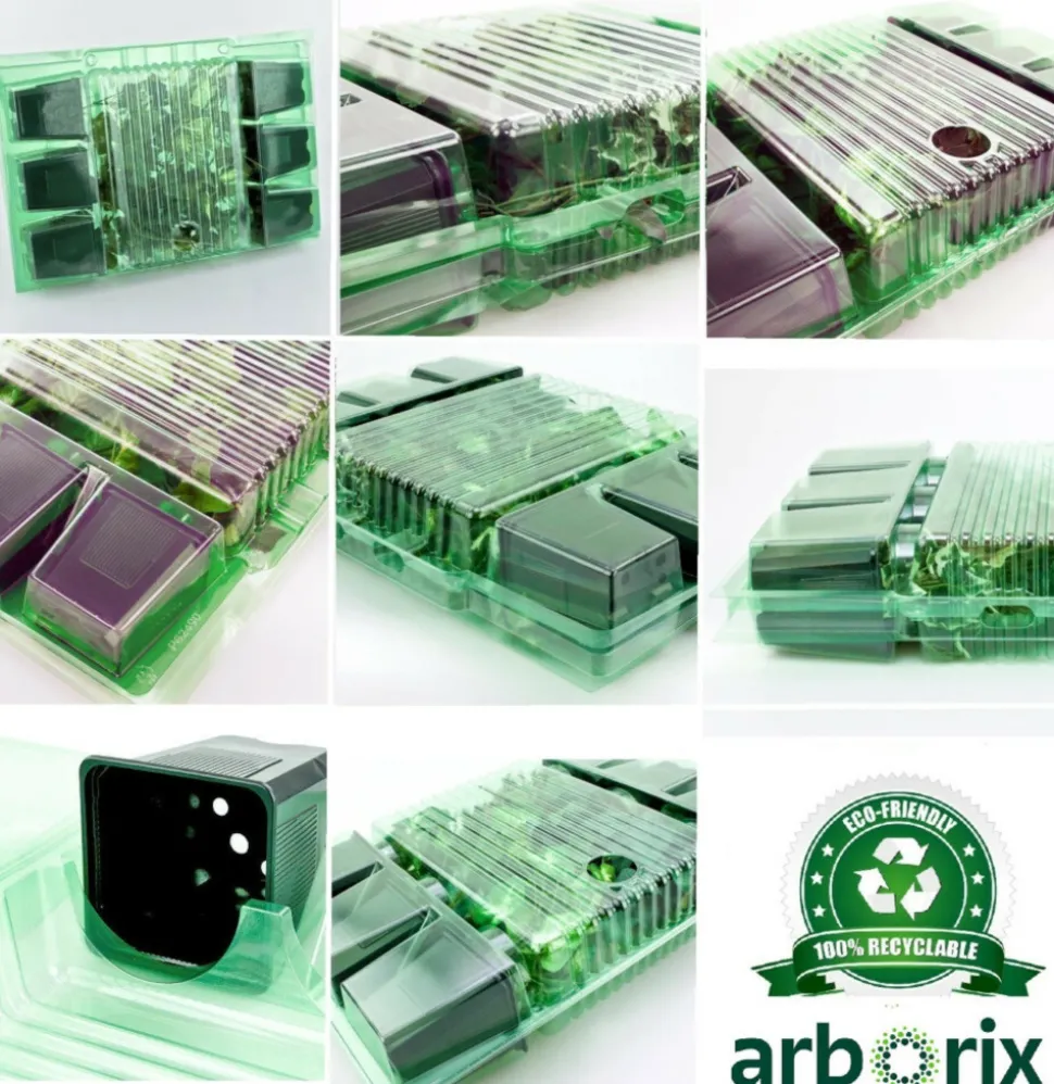 ARBORIX - 6 x orpin âcre 'elegans' - sedum acre 'elegans' - godet 9cm x 9cm