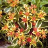 ARBORIX - 6 x orpin du kamtchatka - sedum kamtschaticum 'variegatum' - godet 9cm x 9cm