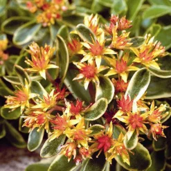 ARBORIX - 6 x orpin du kamtchatka - sedum kamtschaticum 'variegatum' - godet 9cm x 9cm