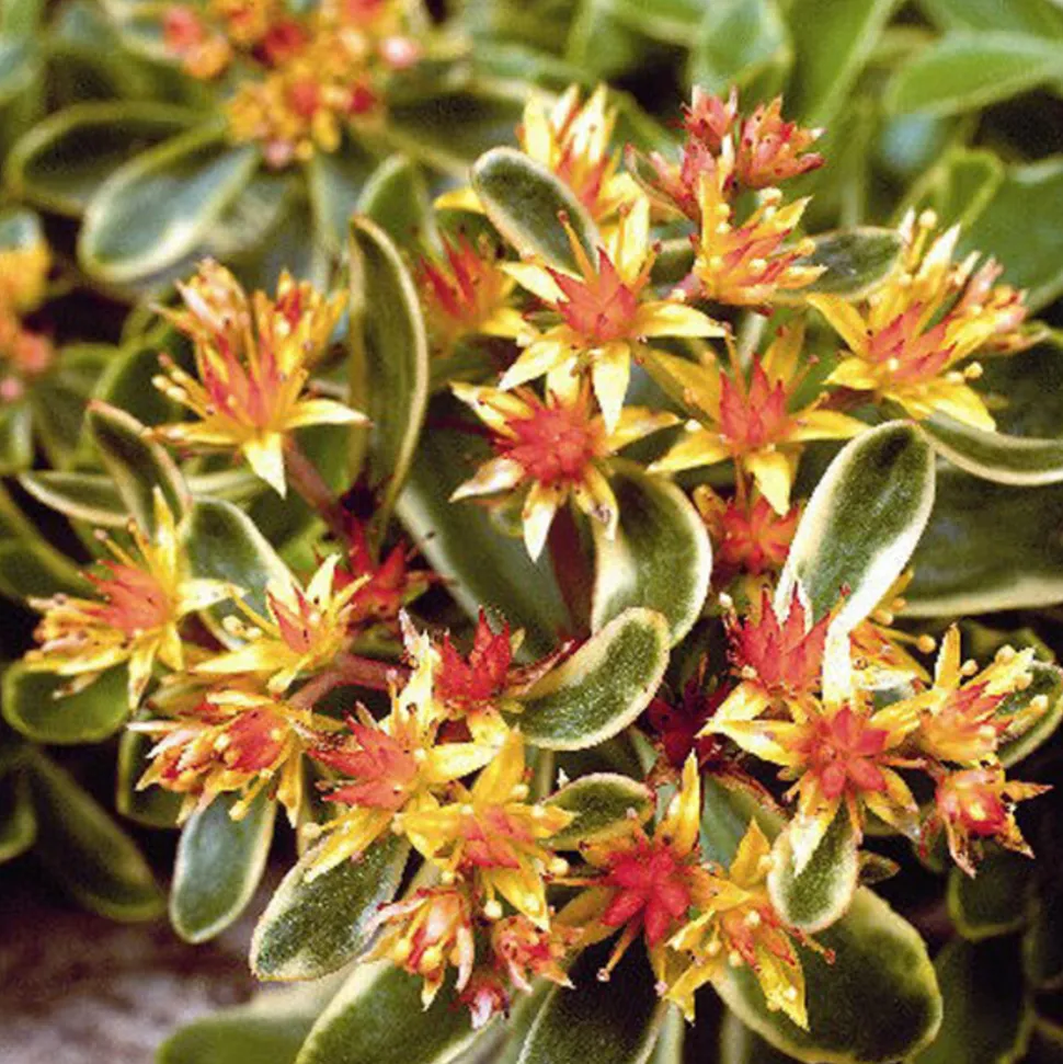 ARBORIX - 6 x orpin du kamtchatka - sedum kamtschaticum 'variegatum' - godet 9cm x 9cm