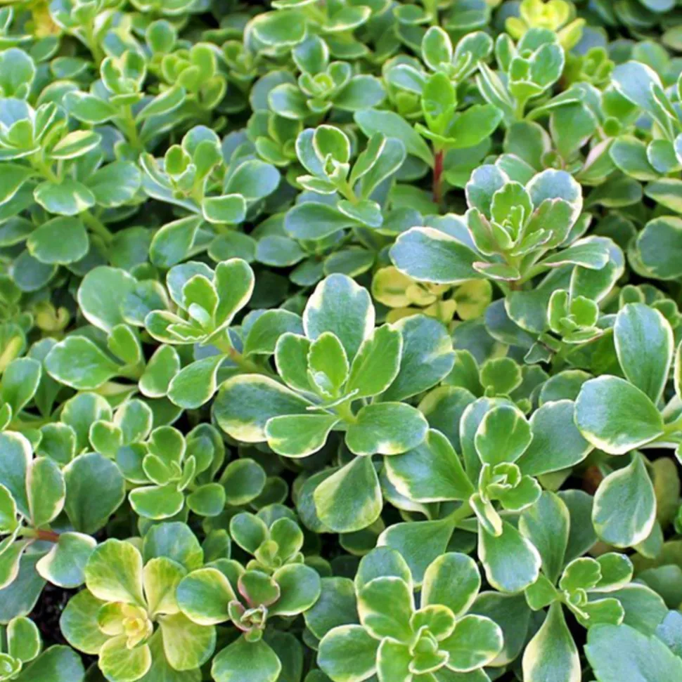 ARBORIX - 6 x orpin du kamtchatka - sedum kamtschaticum 'variegatum' - godet 9cm x 9cm