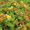 ARBORIX - 6 x orpin du kamtchatka - sedum floriferum 'weihenstephaner gold' - godet 9cm x 9cm