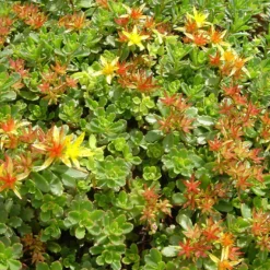 ARBORIX - 6 x orpin du kamtchatka - sedum floriferum 'weihenstephaner gold' - godet 9cm x 9cm