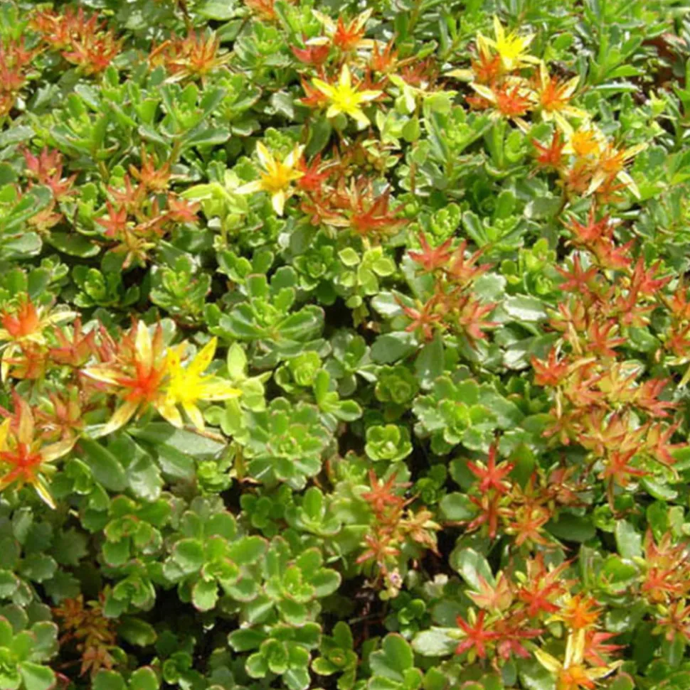 ARBORIX - 6 x orpin du kamtchatka - sedum floriferum 'weihenstephaner gold' - godet 9cm x 9cm