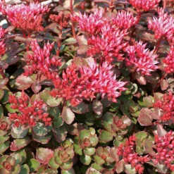 ARBORIX - 6 x orpin spurium 'fuldaglut' - sedum spurium 'fuldaglut' - godet 9cm x 9cm