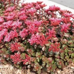 ARBORIX - 6 x orpin spurium 'fuldaglut' - sedum spurium 'fuldaglut' - godet 9cm x 9cm