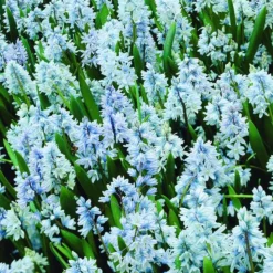 ARBORIX - 10 x puschkinia libanotica - bulbes à fleurs de printemps