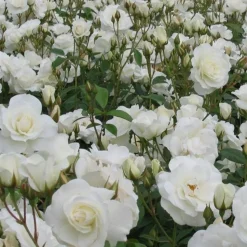 ARBORIX - 2 x rose classique - rosa 'witte tros'