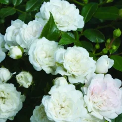 ARBORIX - 2 x rosier couvre-sol - rosa 'white fairy'