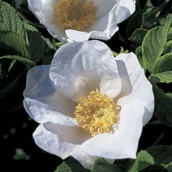 ARBORIX - 2 x rosier rugueux 'alba' - rosa rugosa 'alba' - 40-60 cm pot